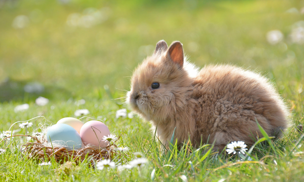 kleiner Hase mit Osternest in Wiese